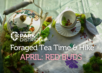 Foraged Tea time and Hike